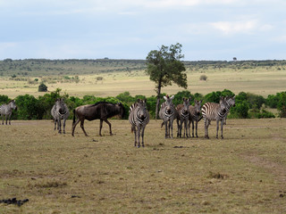 Fototapeta na wymiar Plains or common zebra, Equus quagga,