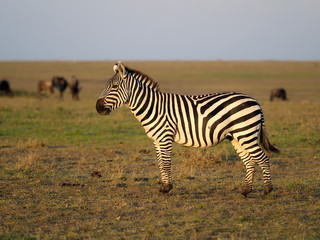 Fototapeta na wymiar Plains or common zebra, Equus quagga,