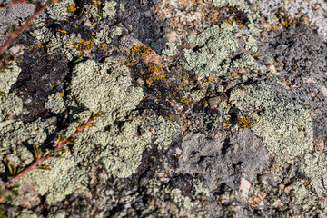 Desert Lichen