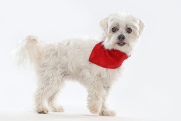 Schoßhund Malteser steht und blickt zur Seite. Studiofoto vor weißem Hintergrund