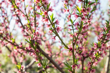 Fototapeta premium Blooming pink peach twigs in spring