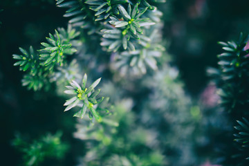 The branches of the blue spruce close-up. Rustic Christmas texture. Fir branches on the dark background. Christmas wallpaper concept. Copy space.