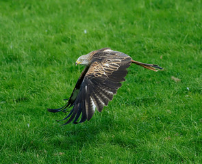 Red kite, Milvus milvus, single bird in flight, Wales, September 2019
