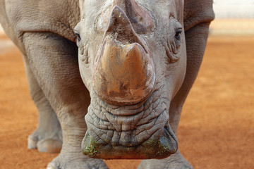 Portrait of a male bull white Rhino grazing in Etosha National park, Namibia.  Wild african animals. Close up of a rhino
