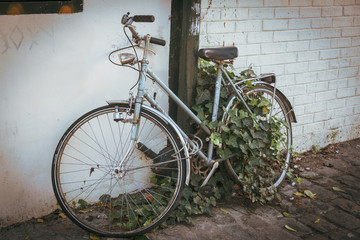 Fototapeta na wymiar abandoned Vintage bicycle with ivy vines growing through tires againat brick wall and cobblestones