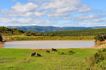 a family of warthogs grazing in front of a lake in Addo Elephant Park