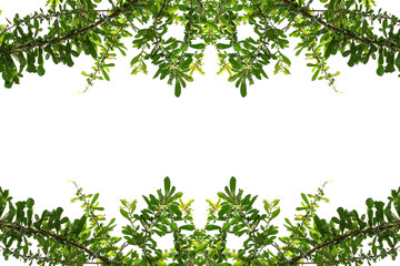 Frame of leaves top border and bottom border on a white background