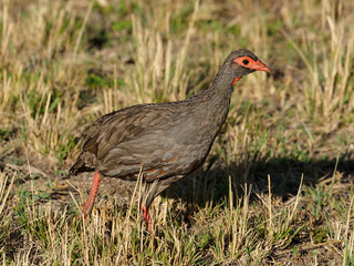 Red-necked spurfowl, Pternistis afer