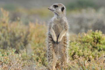 portait of african meerkats in the african savannah