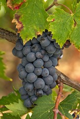 Deep Purple Grapes on Vine