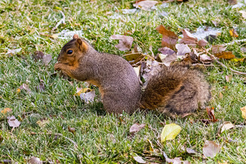 Fox Squirrel Portrait