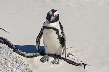 portrait of a penguin at boulders beach