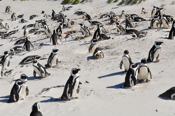 a big colony of penguins at boulders beach