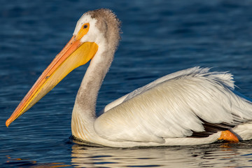 Fototapeta na wymiar Pelican Portrait