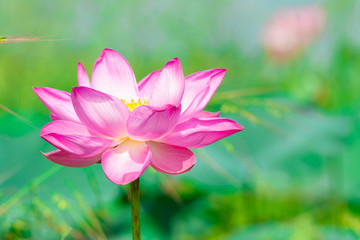 Fototapeta premium Beautiful pink lotus flower in nature background