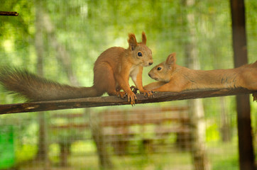 A red squirrel stands near a tree with a nut.