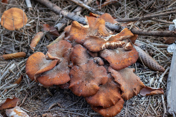 Mushroom growing in the forest