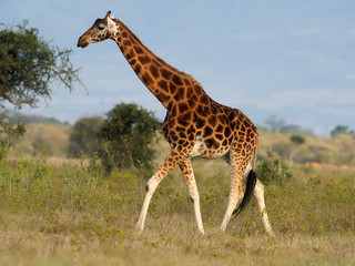 Rothschilds giraffe, Giraffa camelopardalis rothschildi