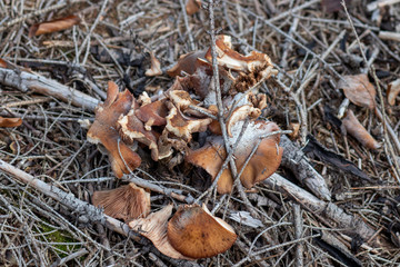 Mushroom growing in the forest