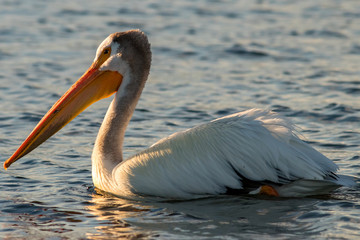 Pelican Sunrise