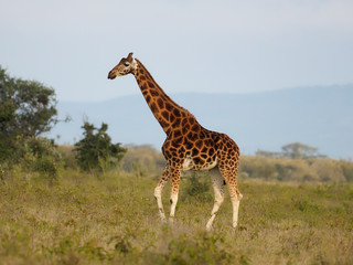 Rothschilds giraffe, Giraffa camelopardalis rothschildi