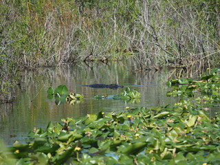 Everglades in Florida
