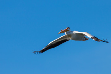 Pelican Flying