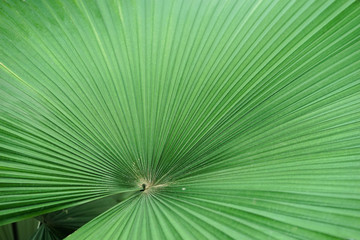 Fototapeta premium White elephant palm. A closed up texture pattern details of Kerriodoxa Elegans or commonly known as a white elephant palm.