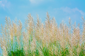 Wind blowing through grass flower at autumn under blue sky background