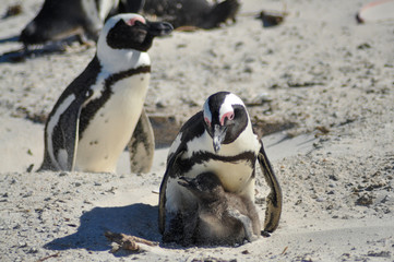 Naklejka premium a big colony of penguins at boulders beach