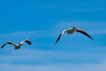 Wyoming Pelicans