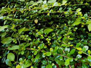 Leaf background
