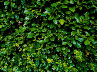Fototapeta na wymiar Leaf background