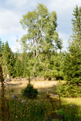 Wald im Harz