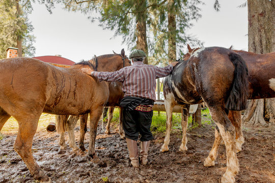 Rear view of man standing with horse in barnyard