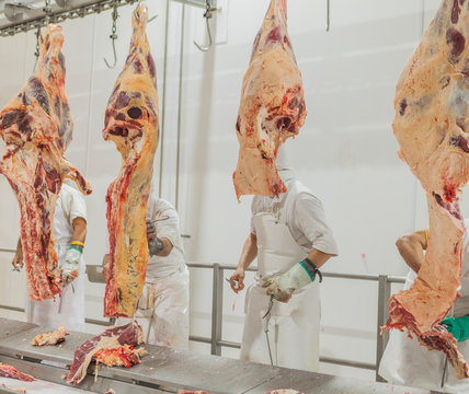 Buenos Aires, southern city of Mar del Plata, Argentina - MAY 07, 2015: Butchers in white uniform handling with animal carcasses hanging on hooks