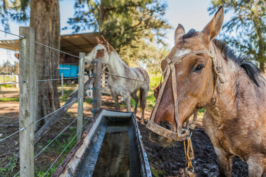 Side view of brown horses drinking water on barnyard in bright day