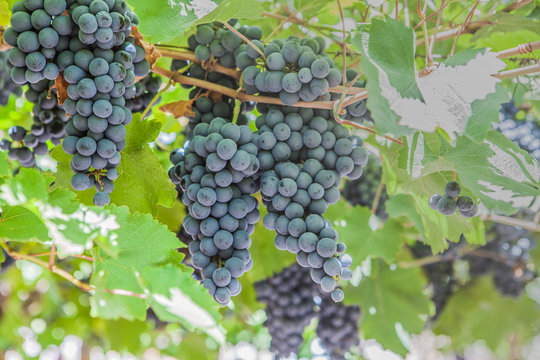 From below of dark juicy grapes hanging in green foliage in vineyard