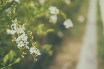 Flowers of purple and red color in field for background