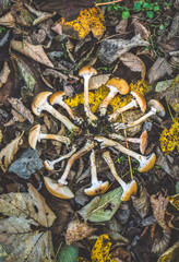 Picked mushrooms in a circle on the ground - fallen autumn leaves in the background