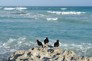 a group of oystercatchers sitting on a rock near the coast