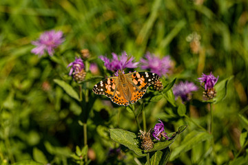 Nature
