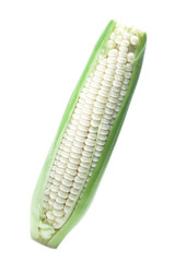 Raw white corn isolated on white background, sweet corn.