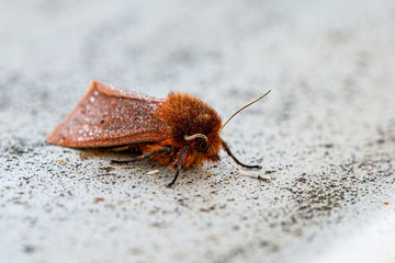 Obraz premium Nature