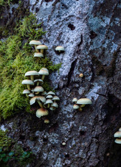Small mushrooms growing out of a tree covered with moss 