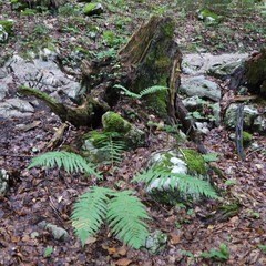 Im Wald