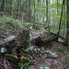 Fototapeta premium Im Wald