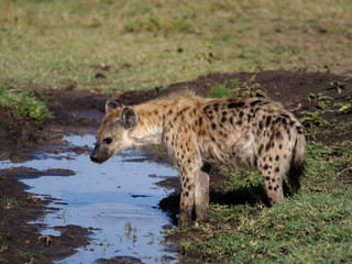Spotted Hyeana, Crocuta crocuta,