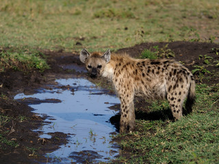 Spotted Hyeana, Crocuta crocuta,