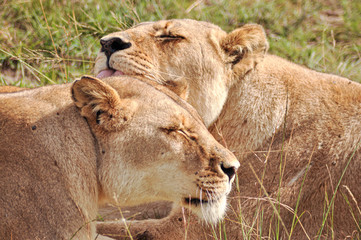 portrait of two female lions in the african savannah